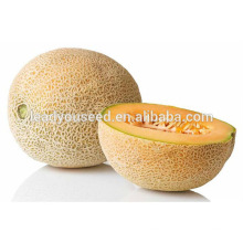 MSM131 Xinzao high quality golden musk melon seeds hybrid sweet melon seeds